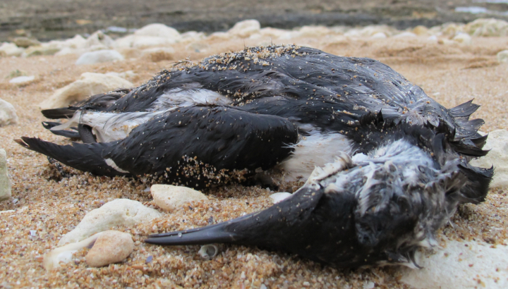 LIFE Seabil : un hiver de suivis des oiseaux marins échoués en Bretagne